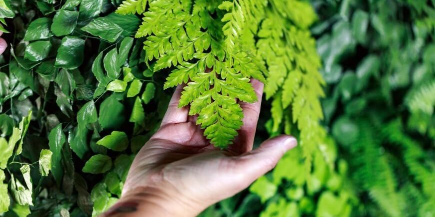 Plantas-preservadas_1-870×521