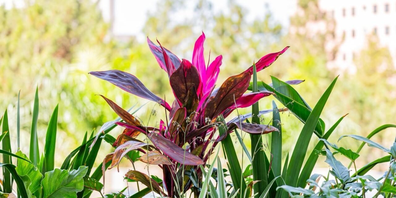 kat-rosa-jardim-outono1