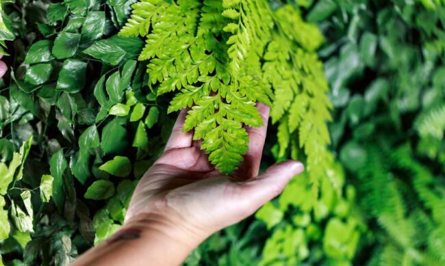 Plantas-preservadas_1-870×521