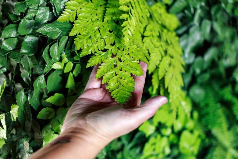 Plantas-preservadas_1-870×521