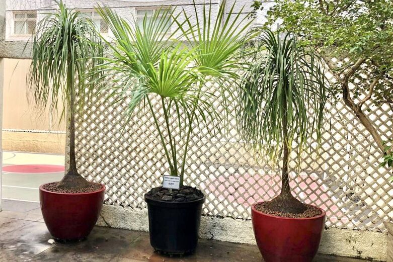 plantas-atraem-energia-positiva-blog-katflores