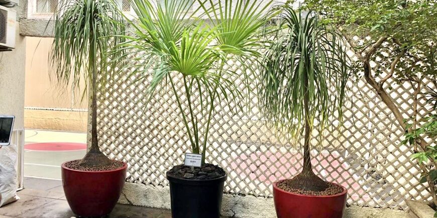 plantas-atraem-energia-positiva-blog-katflores