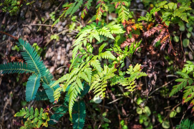 katrosapaisagismo-plantas1