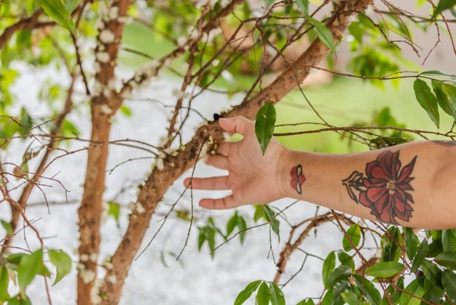 katrosapaisagismo-p1