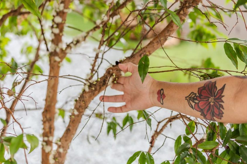 katrosapaisagismo-p1