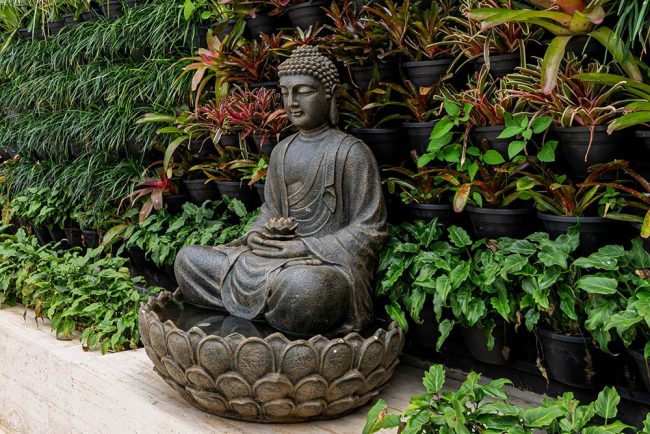 katrosapaisagismo-plantas-externas7