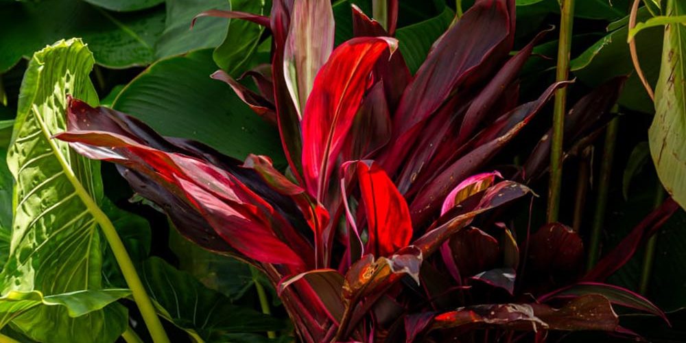 katrosapaisagismo-plantas-texturas1