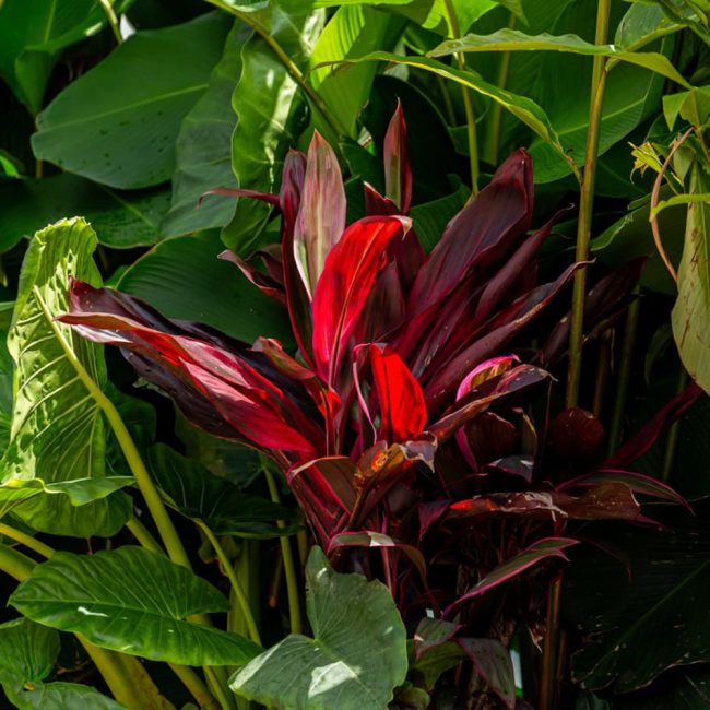 katrosapaisagismo-plantas-texturas1