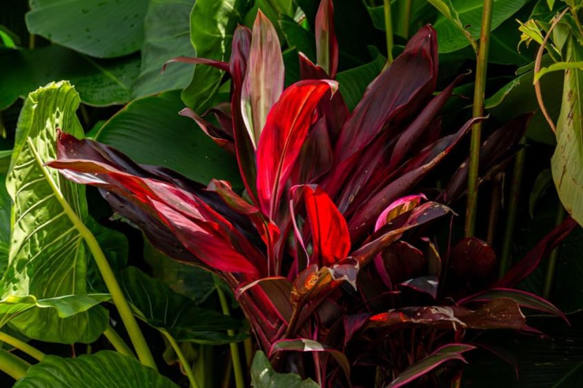 katrosapaisagismo-plantas-texturas1